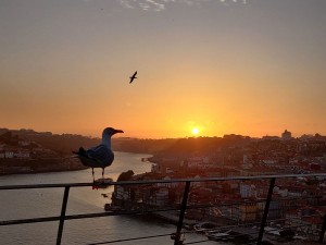 Möwen genießen den Sonnenuntergang