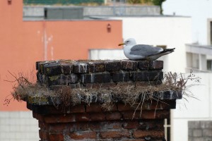 Möwe am Kamin