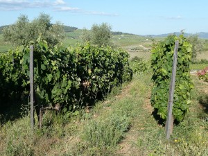 Quinta da Avessada