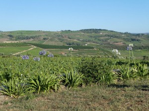 Quinta da Avessada