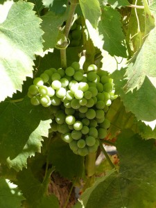 In den Weinbergen
