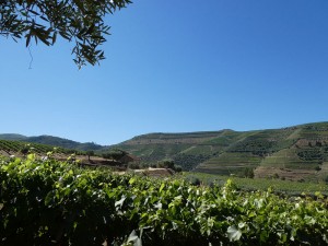 In den Weinbergen