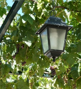 Quinta da Roêda