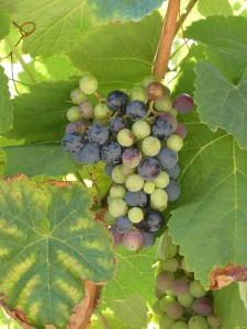 In den Weinbergen