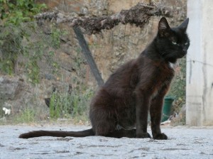 "Einwohner" von Barca d´Alva