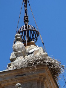 Jungstorch