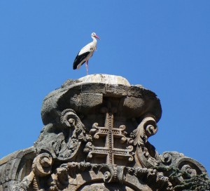 Storch in Salamanca