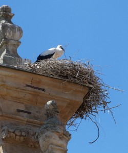 Jungstorch