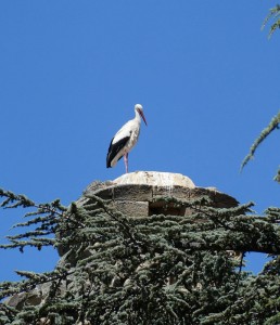 Storch in Salamanca