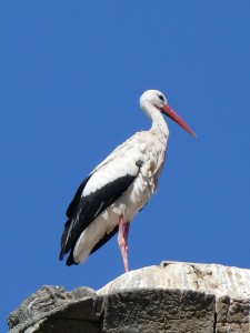 Storch in Salamanca