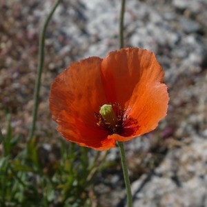 Mohnblume
