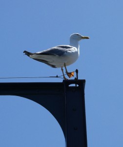 Brücken-Möwe