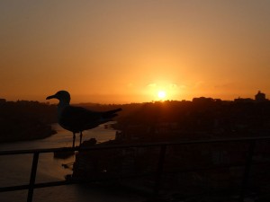Möwen genießen den Sonnenuntergang