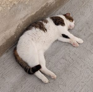 selbst den Katzen ist es zu heiß