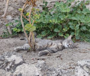 müde Katze