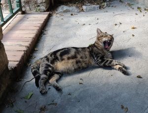 Katzen von Capri