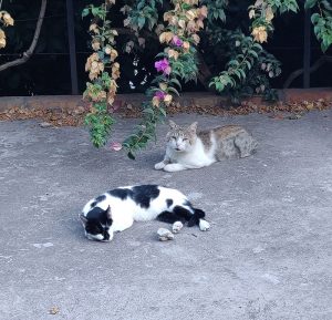 Katzen von Capri