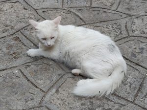 Katzen von Positano