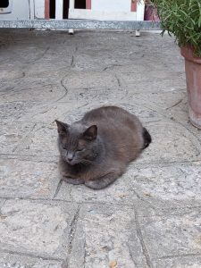 Katzen von Positano
