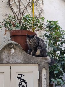 Katzen von Positano
