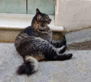 Katzen von Positano