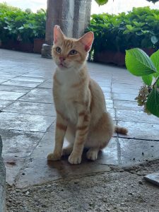 Katze der Villa Cimbrone
