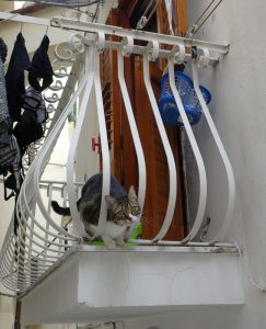 Balkon-Katze