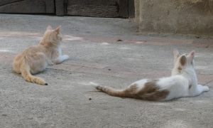 hungrige Katze