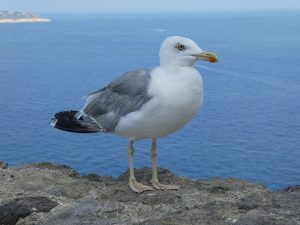 Möwe
