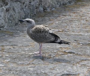 junge Möwe