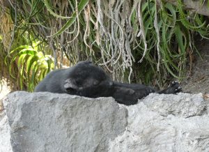 müde Katze