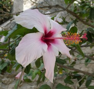 Hibiskusblüte