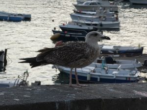Corricella