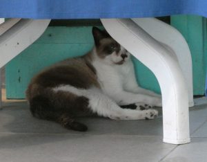 Restaurant-Katze