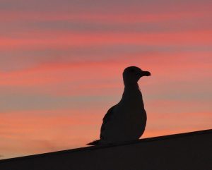 Möwe im Abendlicht
