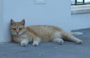 Katzen von Capri