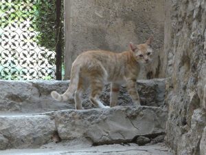 Katze der Villa Cimbrone