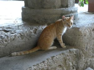Katze der Villa Cimbrone