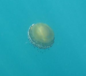 Spiegeleiqualle