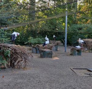 Störche im Parc de l´Orangerie
