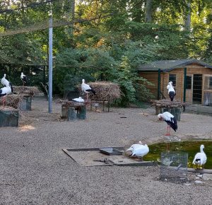 Störche im Parc de l´Orangerie