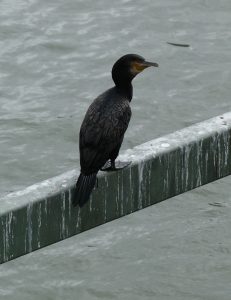 Kormoran