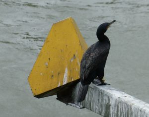 Kormoran