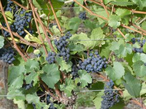 Weinreben