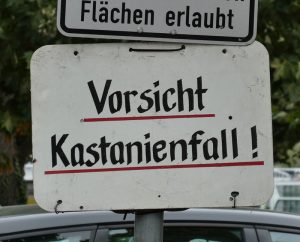 Vorsicht Kastanienfall!