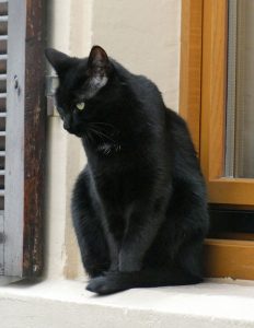 Katze im Fenster