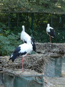 Störche im Parc de l´Orangerie