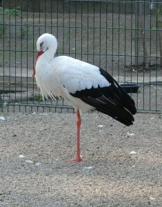 Störche im Parc de l´Orangerie