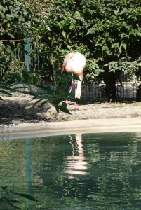 Flamingo