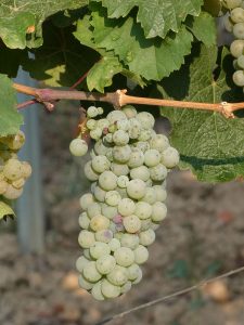 Weißwein